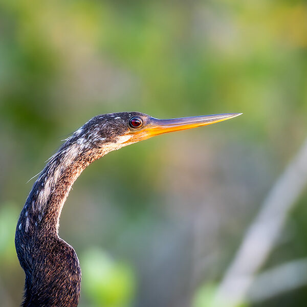 Anhinga