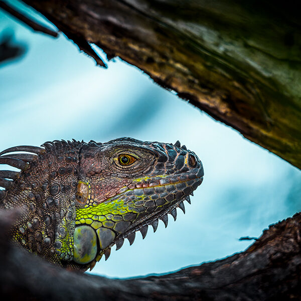 Iguane vert