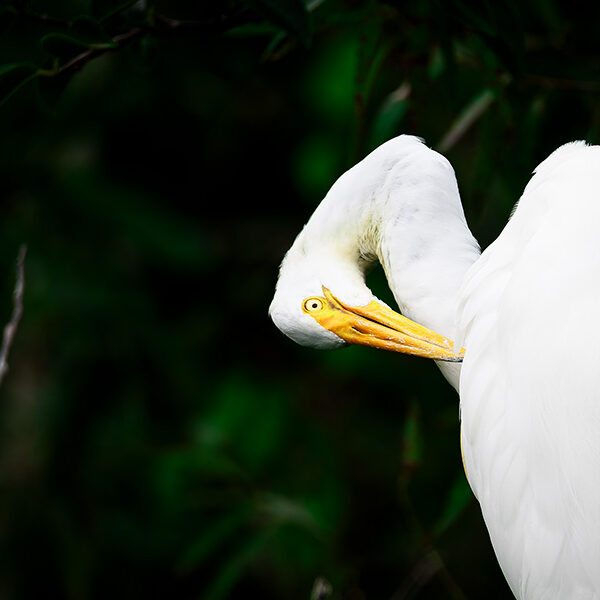 Grande aigrette