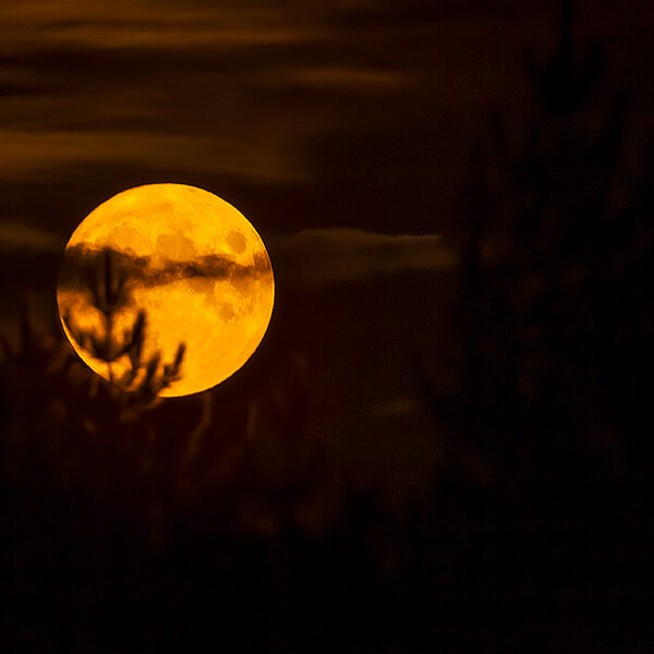 Lever de Lune dans les bois