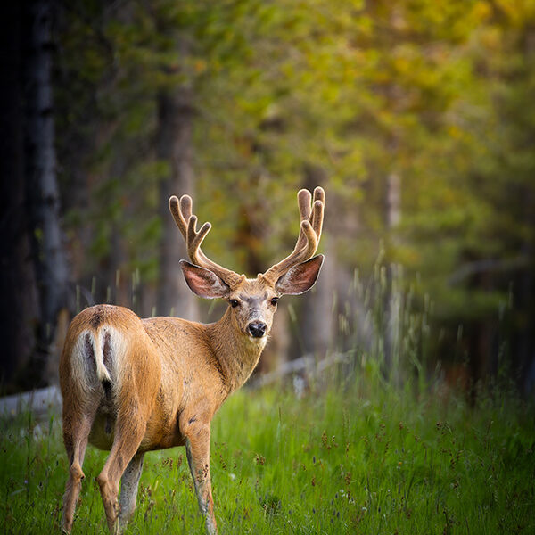 Mule deer