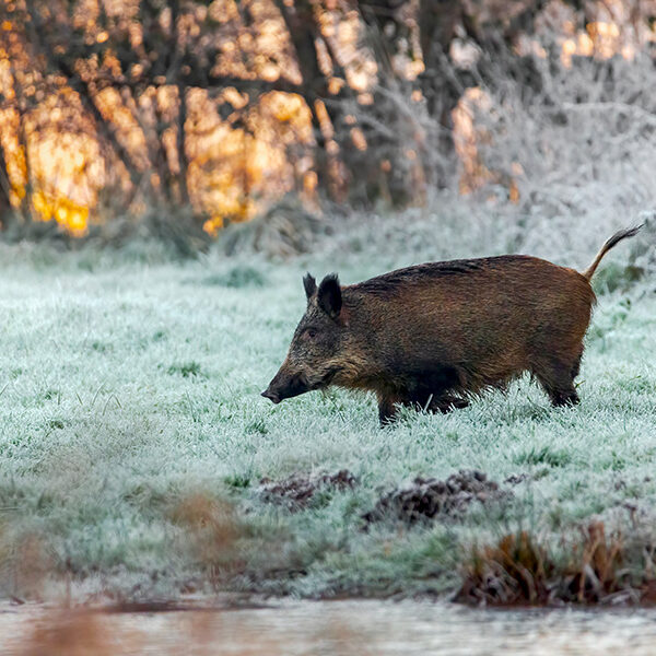 Sanglier