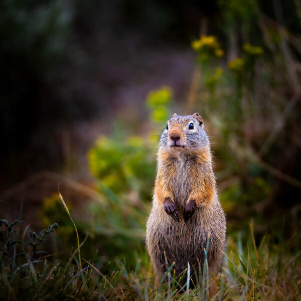 Ground squirrel