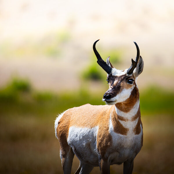 Antilope d'amérique