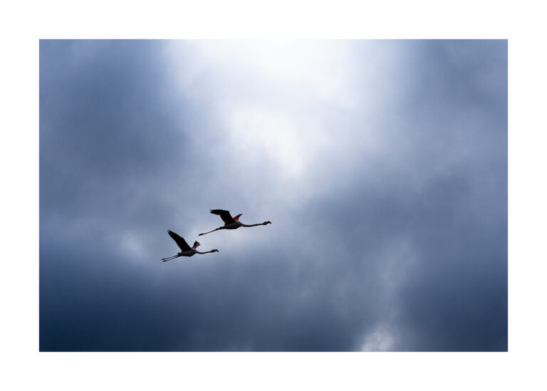 Tirage - Flamants roses