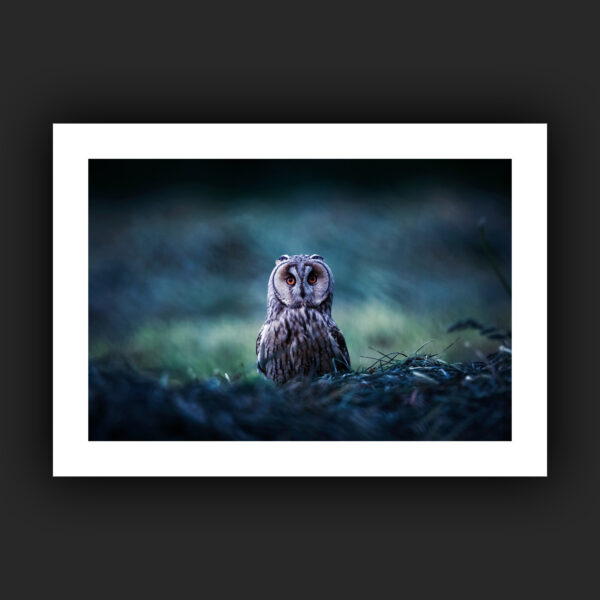 Tirage - Hibou moyen-duc