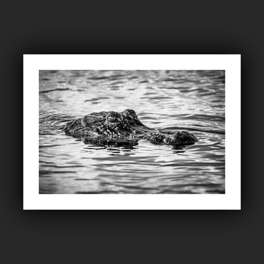 Tirage - Alligator