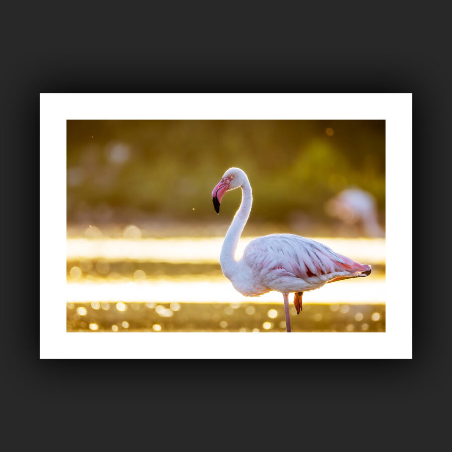 Tirage - Flamant rose
