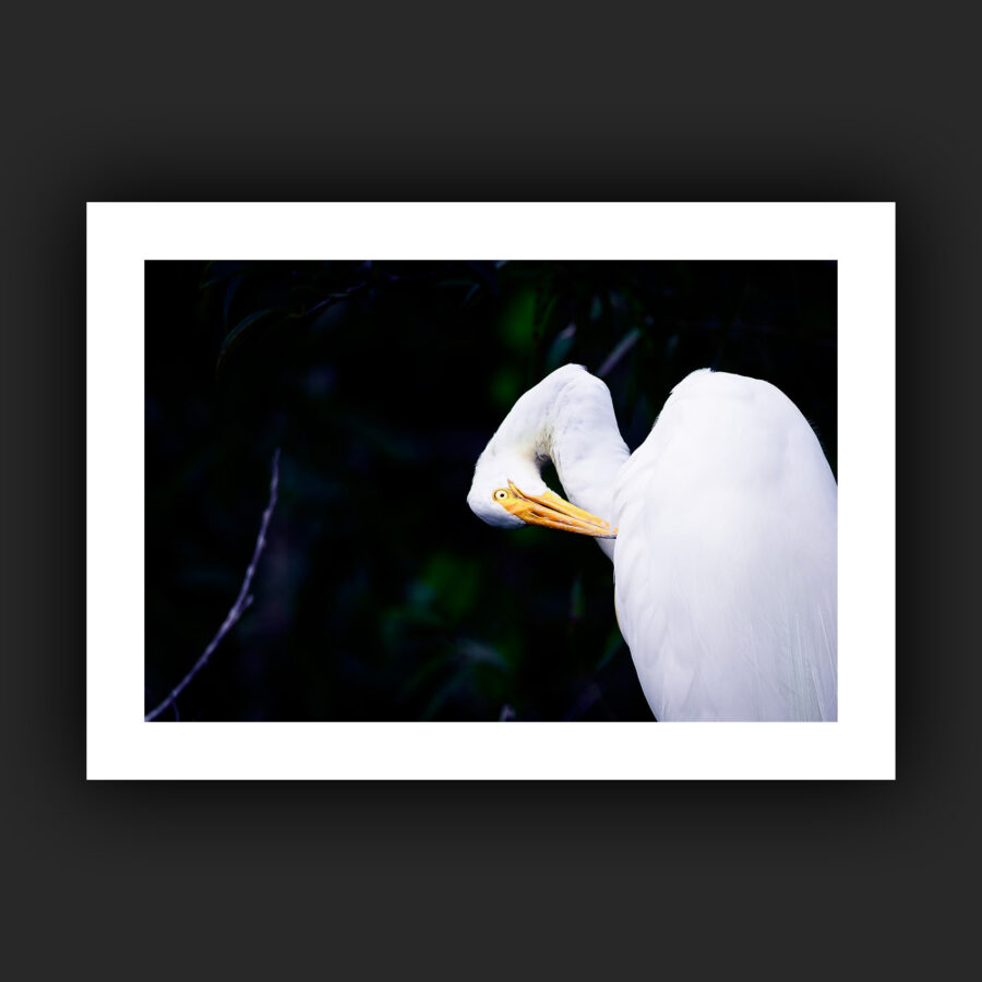 Tirage - Grande aigrette