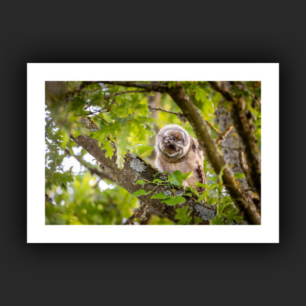 Tirage - Hibou moyen-duc