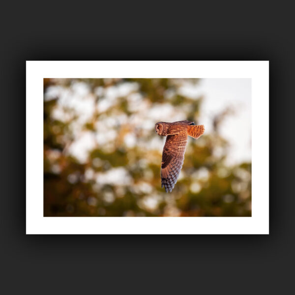 Tirage - Hibou moyen-duc