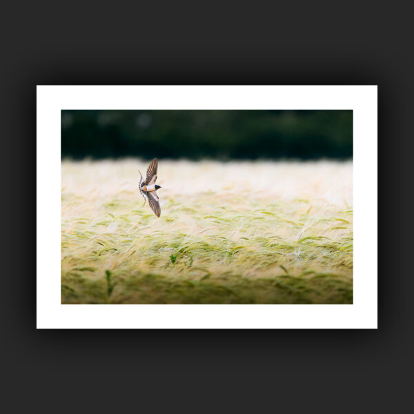 Tirage - Hirondelle