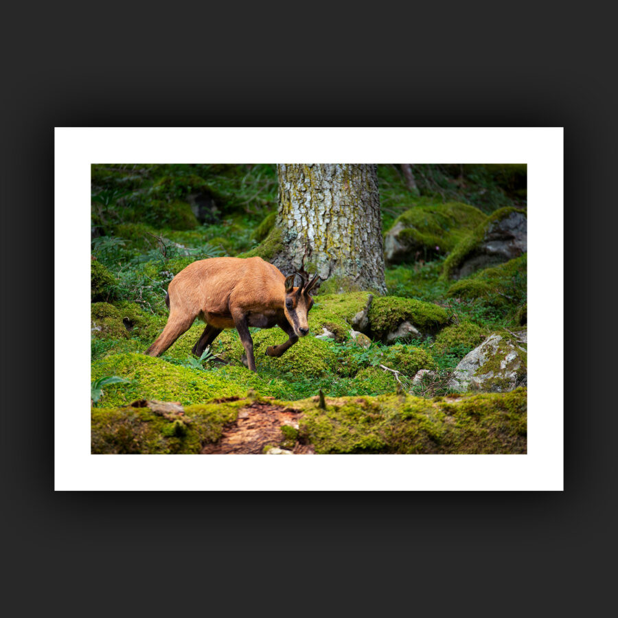Tirage - Isard