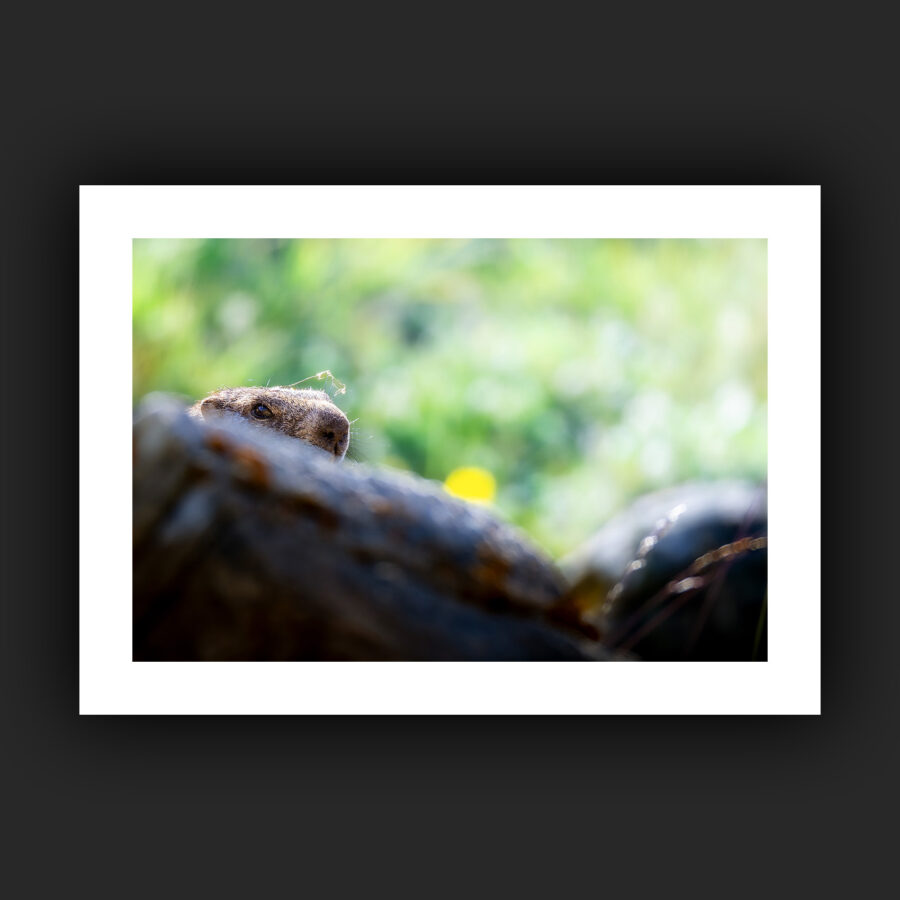 Tirage - Marmotte
