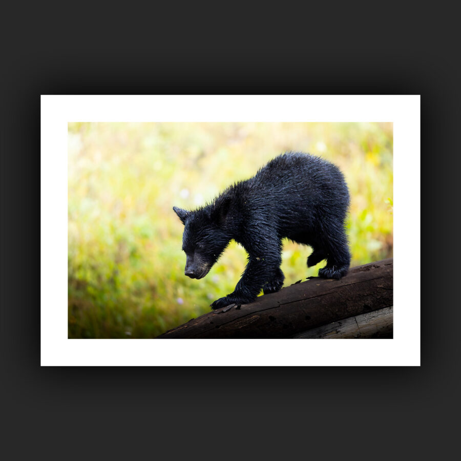 Tirage - Ours noir