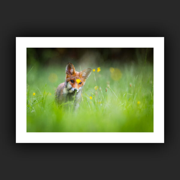 Tirage - Renard roux