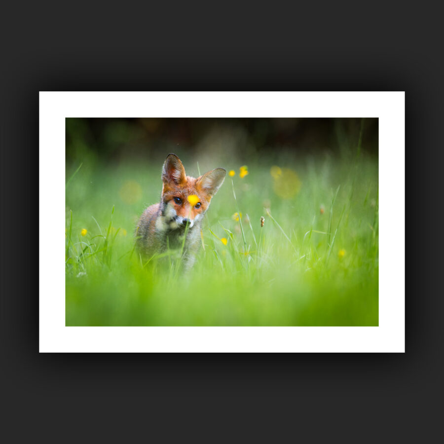 Tirage - Renard roux