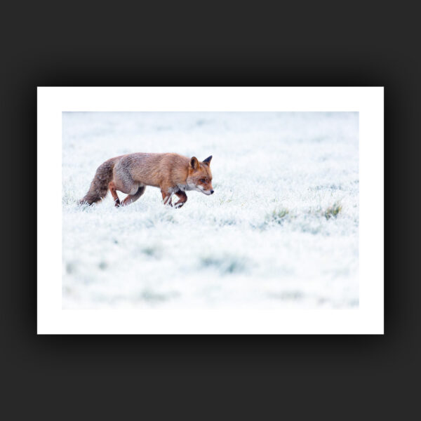 Tirage - Renard roux