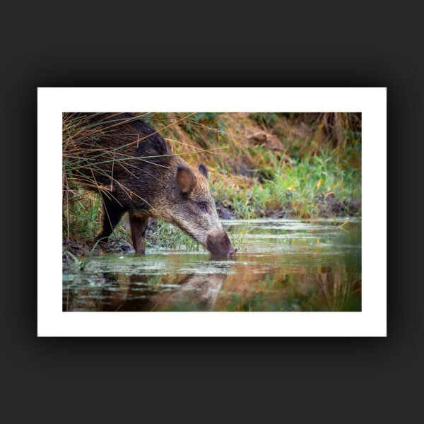 Tirage - Sanglier