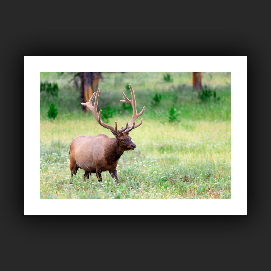 Tirage - Wapiti