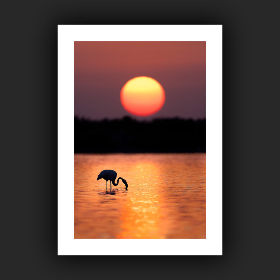 Tirage - Flamant rose