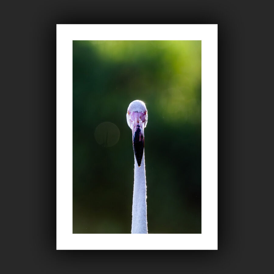 Tirage - Flamant rose