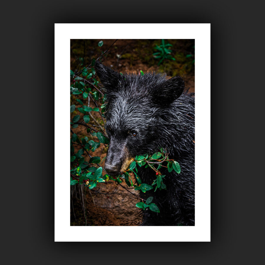 Tirage - Ours noir