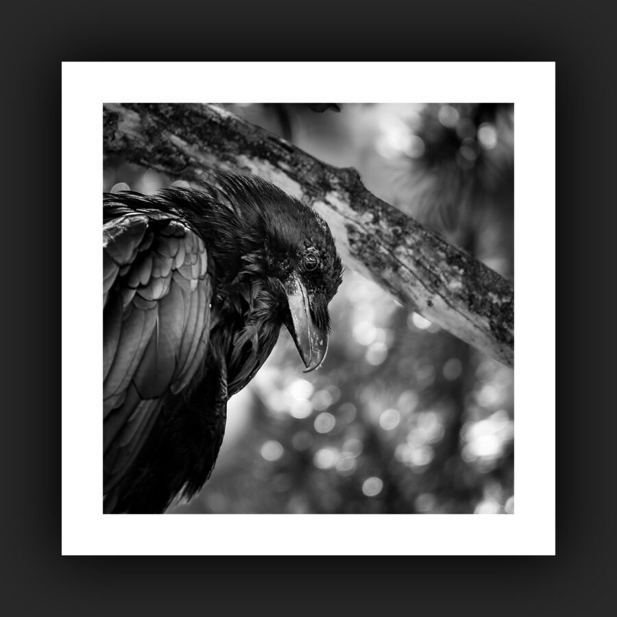 Tirage - Grand corbeau