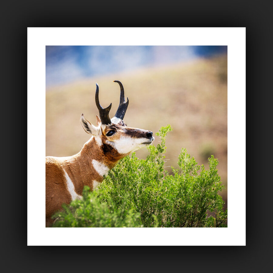 Tirage - Antilope d'Amérique