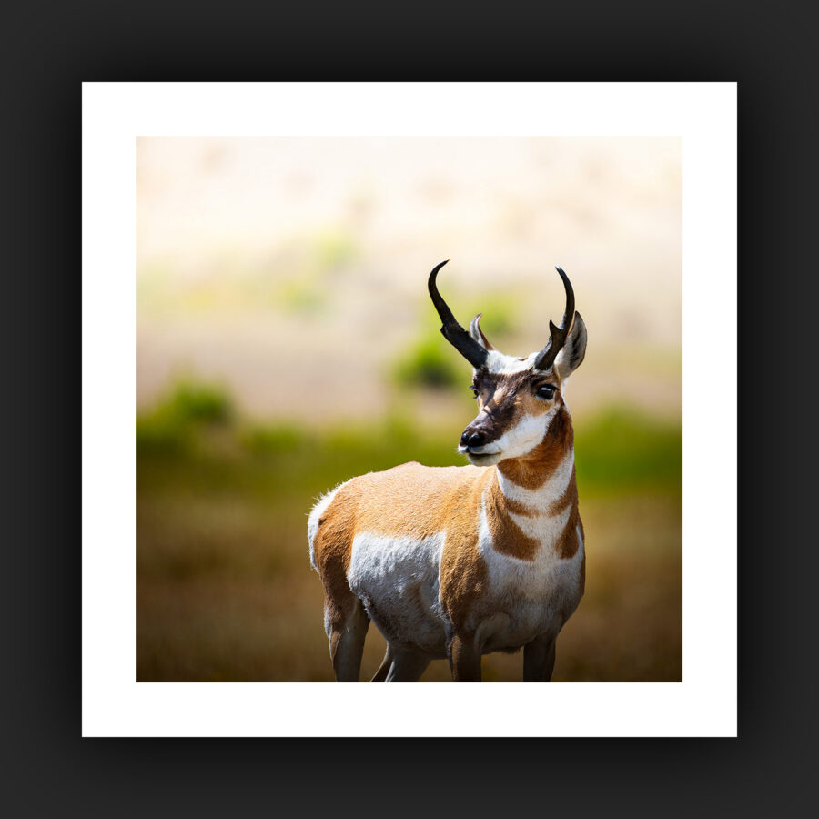 Tirage - Antilope d'Amérique