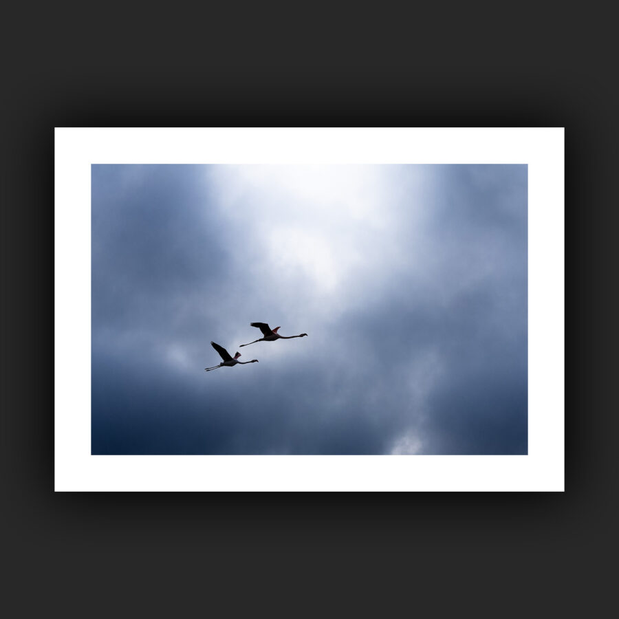 Tirage - Flamants roses