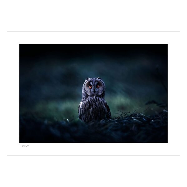 hibou moyen-duc