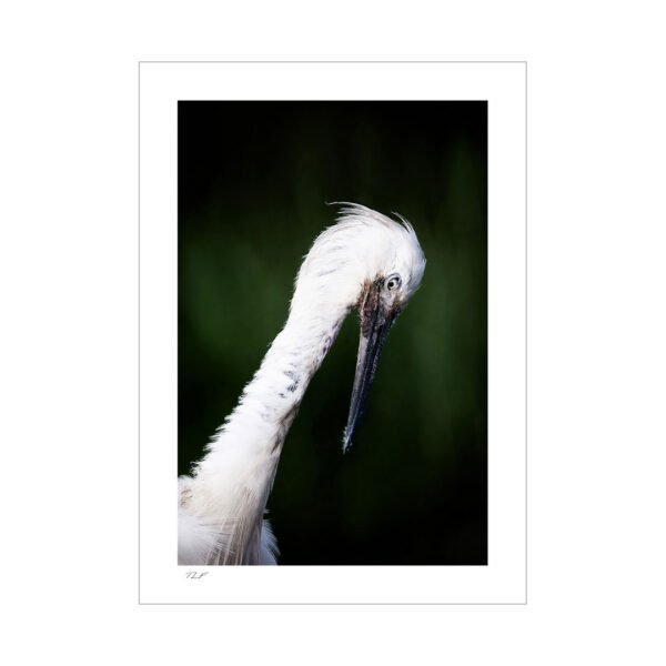 aigrette garzette