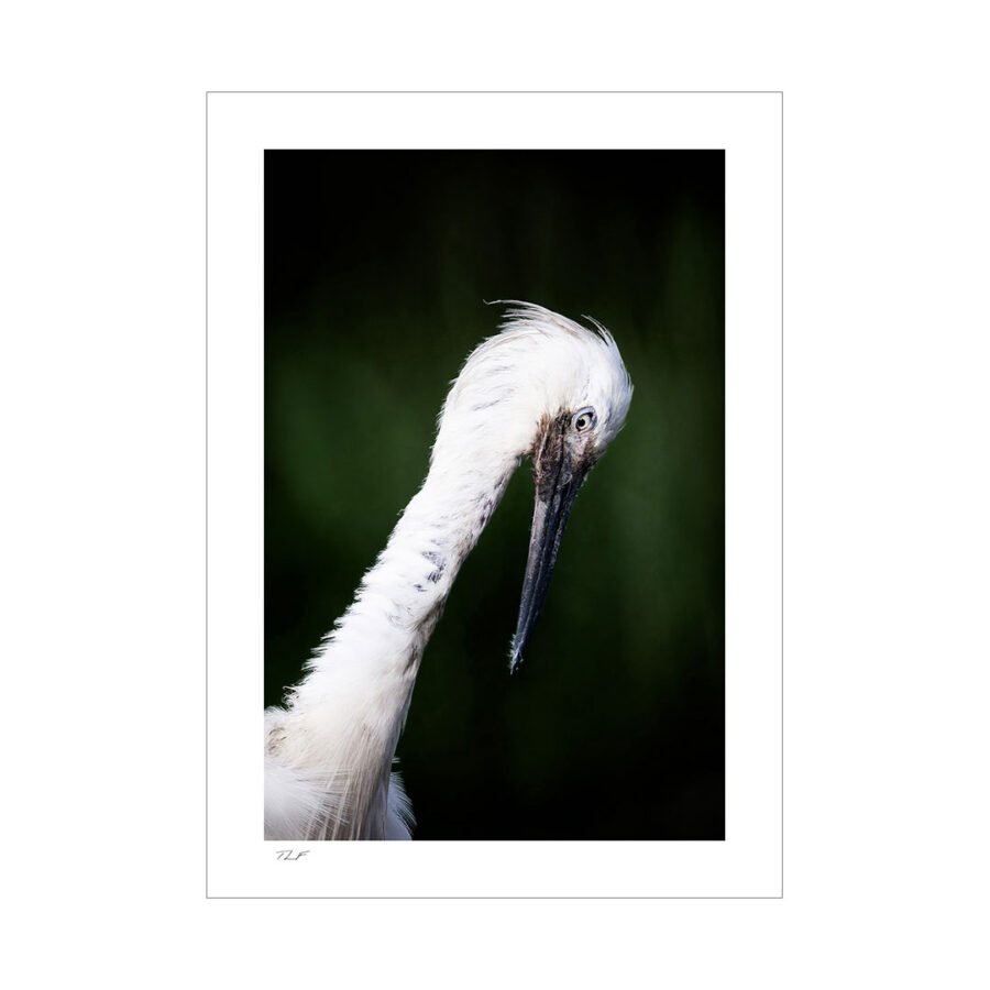aigrette garzette