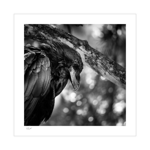 grand corbeau