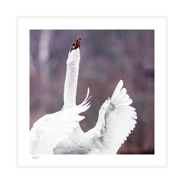 cygne
