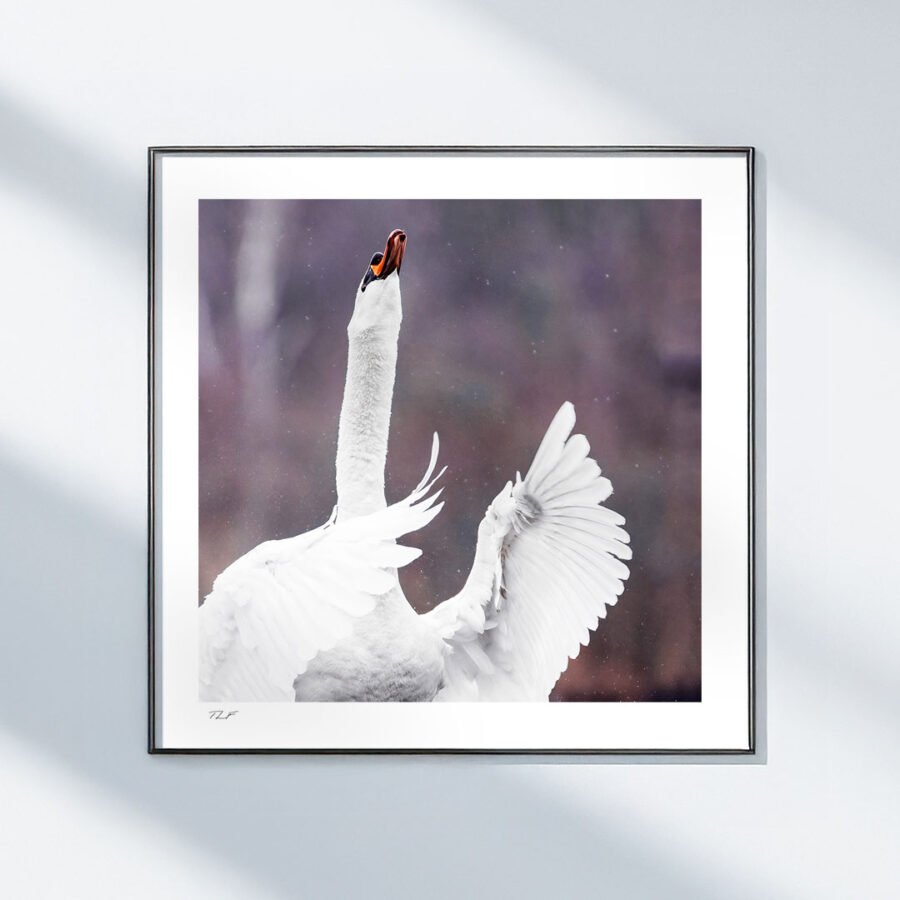 La danse du cygne – Image 2