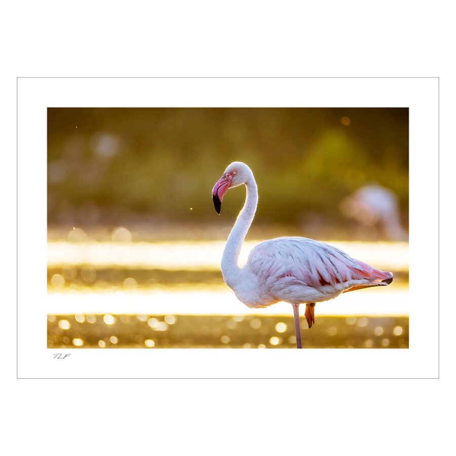 flamant rose