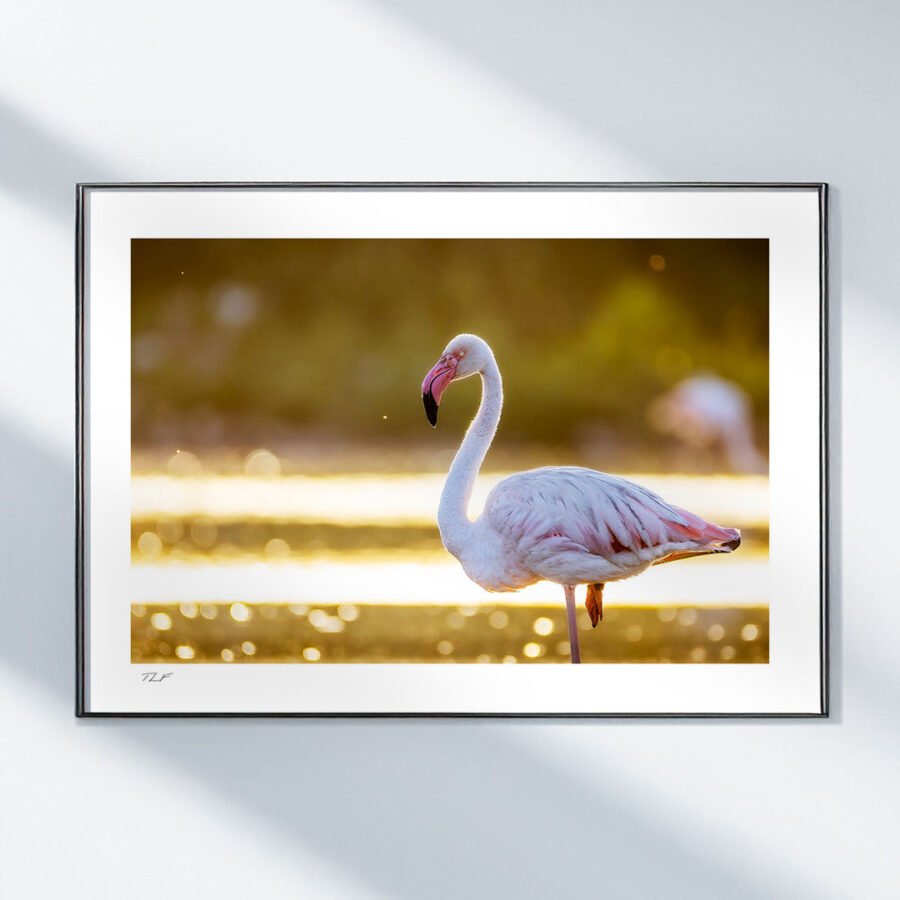 Rosé et lumière dorées – Image 2