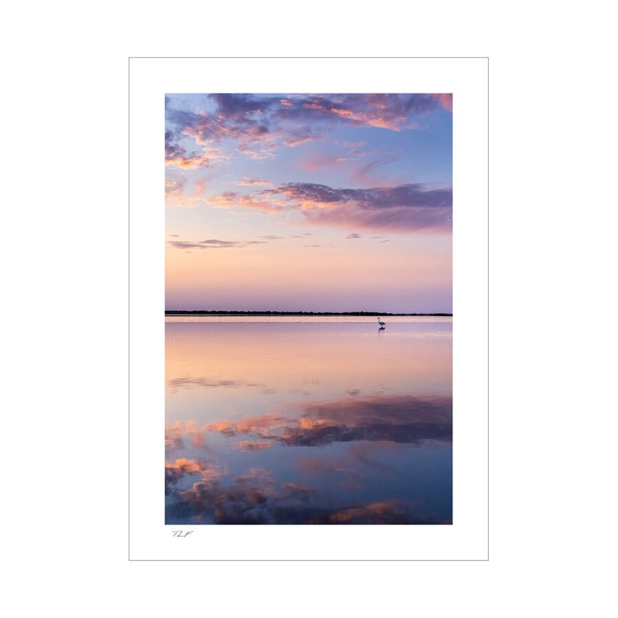 flamant rose