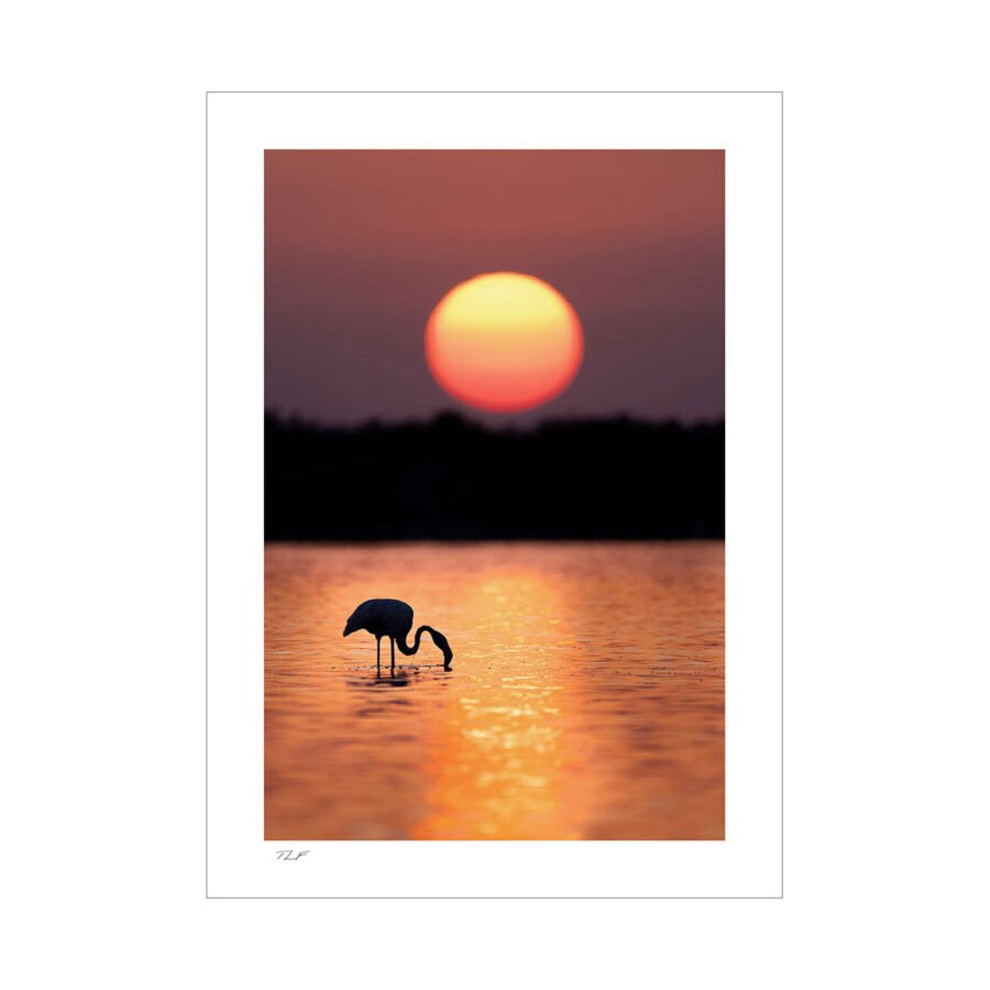 flamant rose