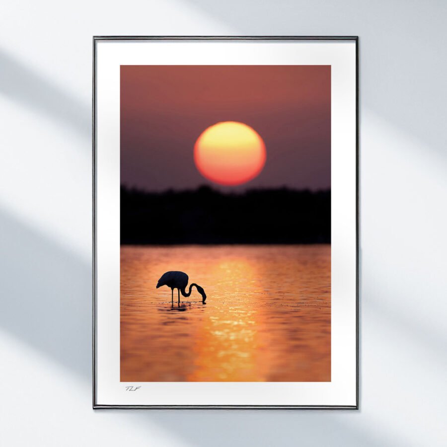 Lumières de Camargue – Image 2