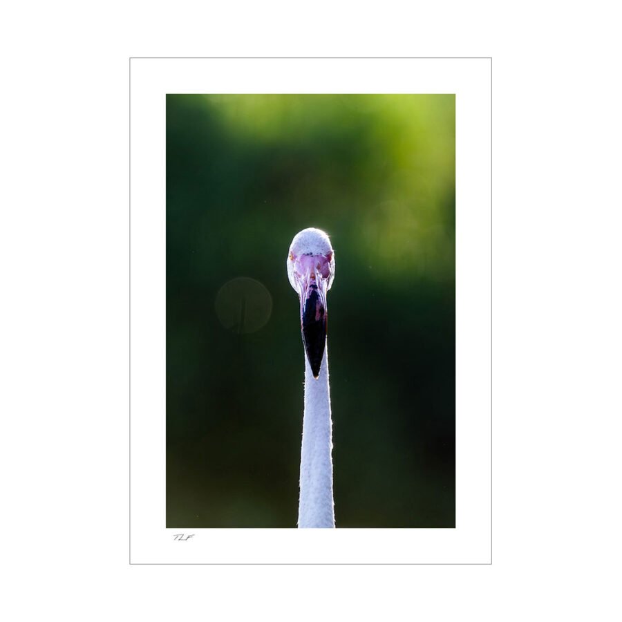 flamant rose