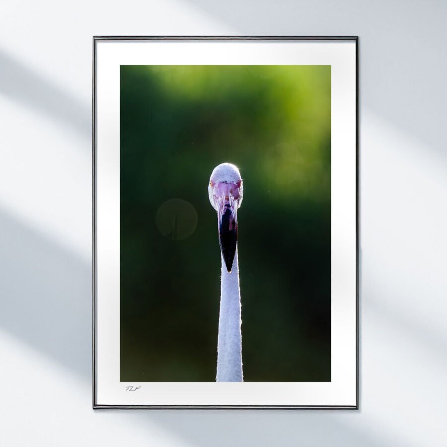 Emblème de Camargue – Image 2