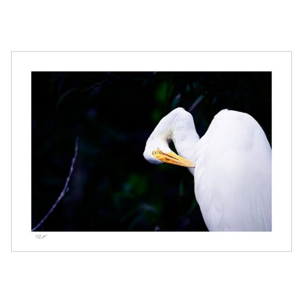 grande aigrette