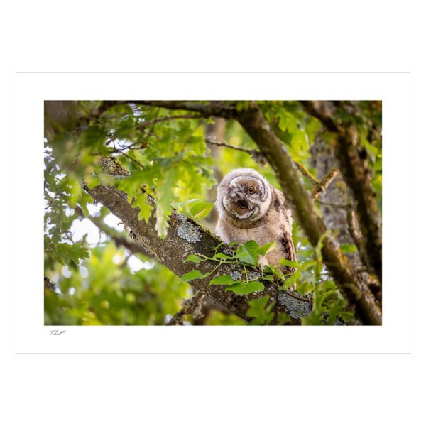 hibou moyen-duc
