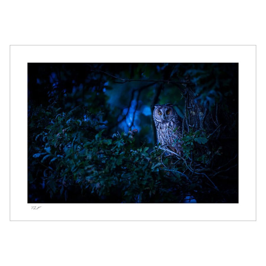hibou moyen-duc