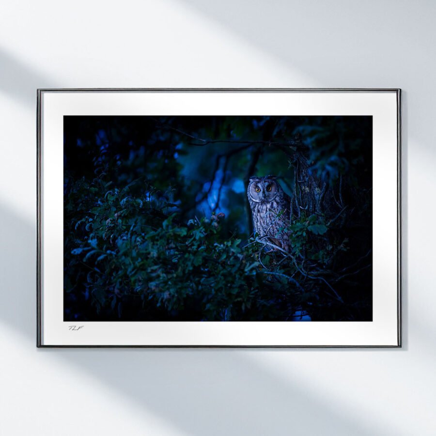 Échange de regards nocturne – Image 2