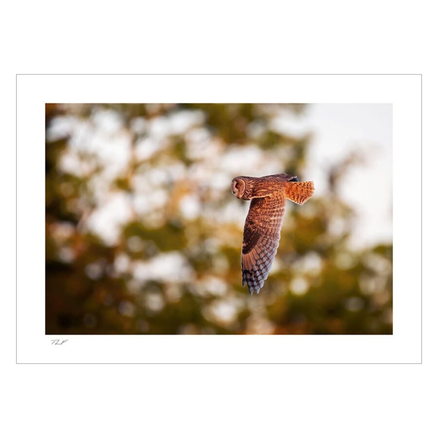 hibou moyen-duc