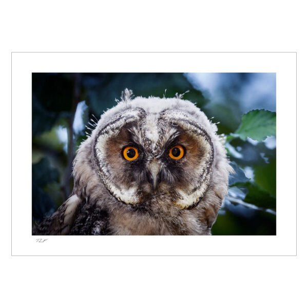 hibou moyen-duc